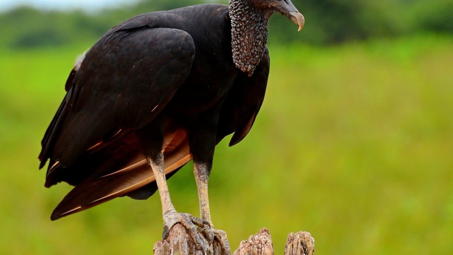 Spot elusive birds at Pantanal