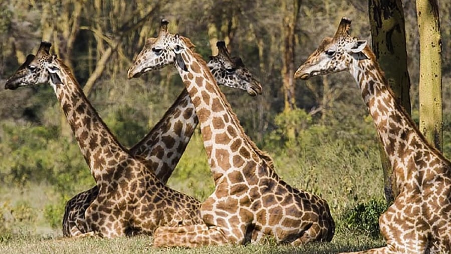 Giraffes at Tarangire National Park