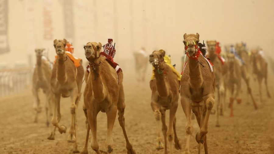 Shahaniya Camel Racetrack