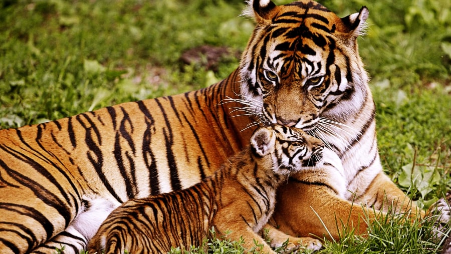 Majestic Bengal Tigers