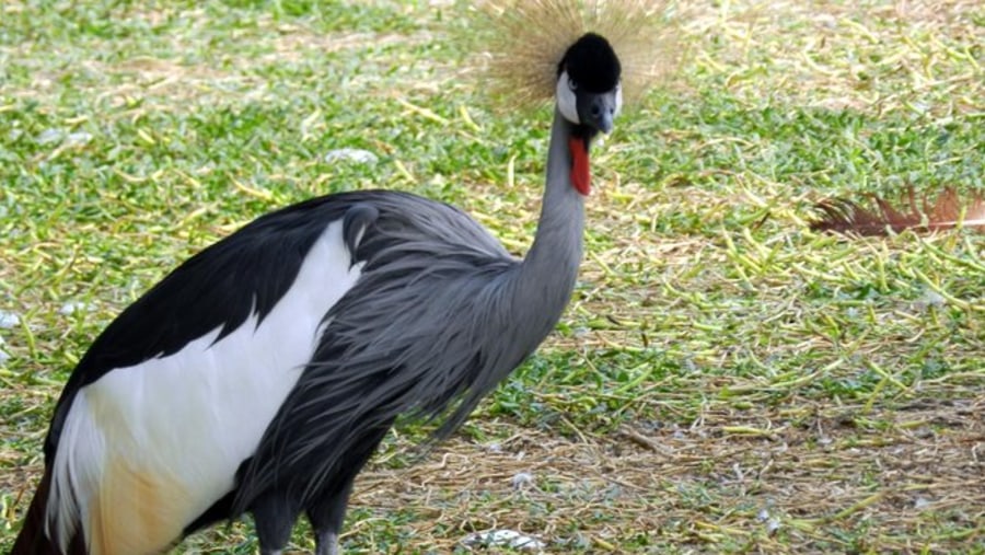 Al Areen Wildlife Park & Reserve