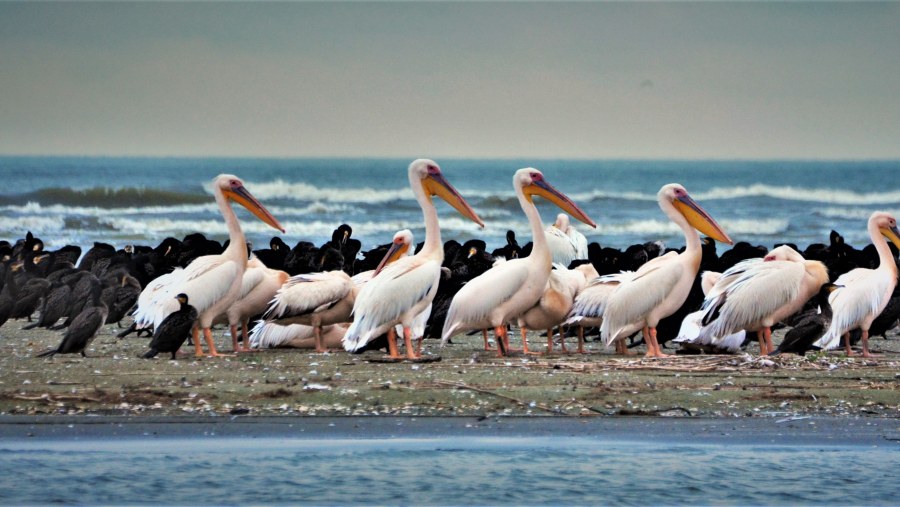 Danube Delta