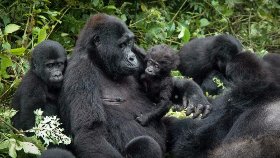 Gorilla Tracking in Bwindi