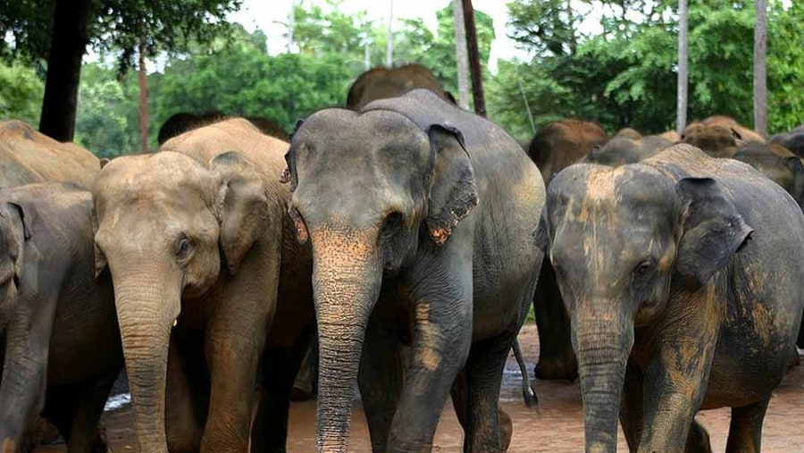 Elephant orphanage in Pinnawala