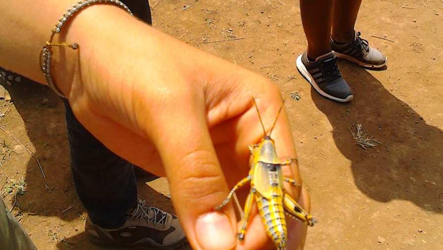 One of the Insects you can spot on the way to Choma waterfalls