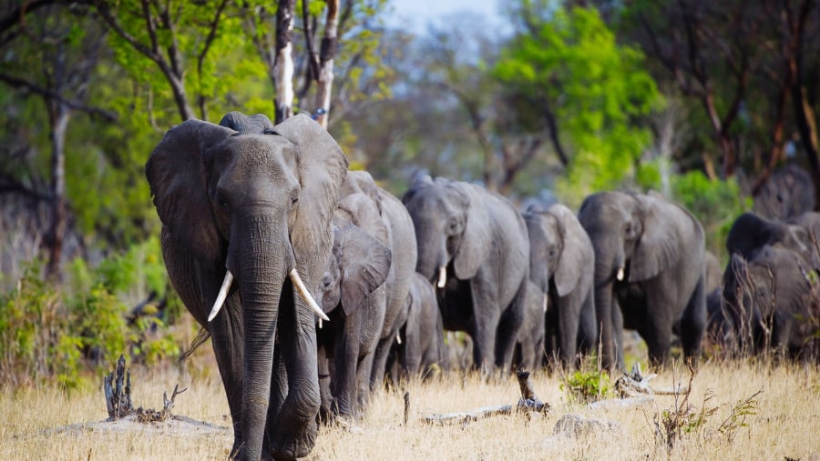 Mosi-oa-Tunya National Park