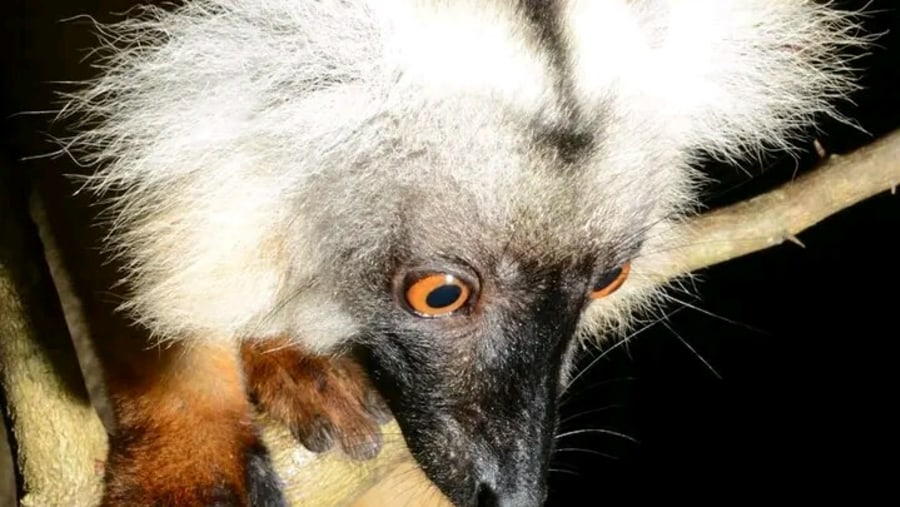 Black Lemur