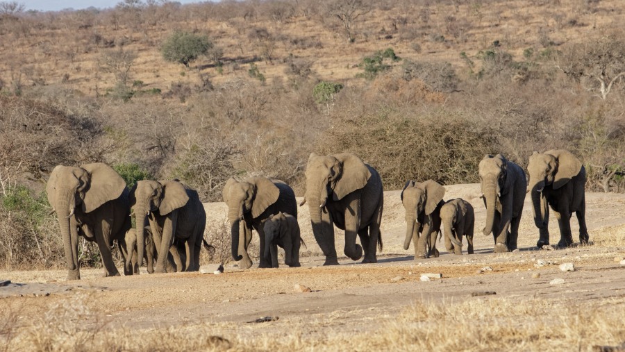 Wildlife in Kruger National Park