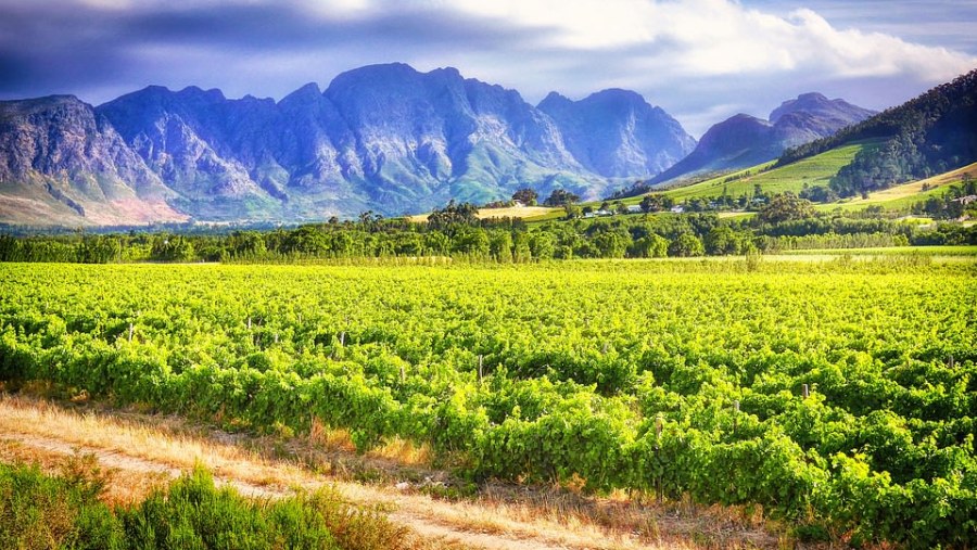 Stellenbosch Vineyard