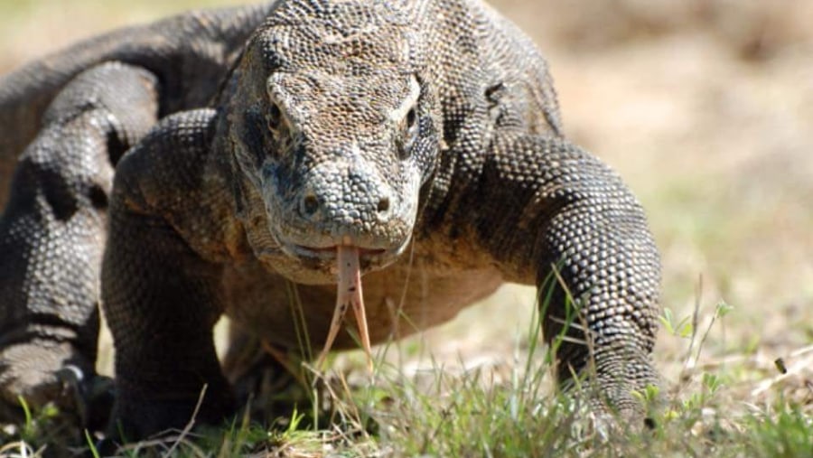 Komodo Dragon