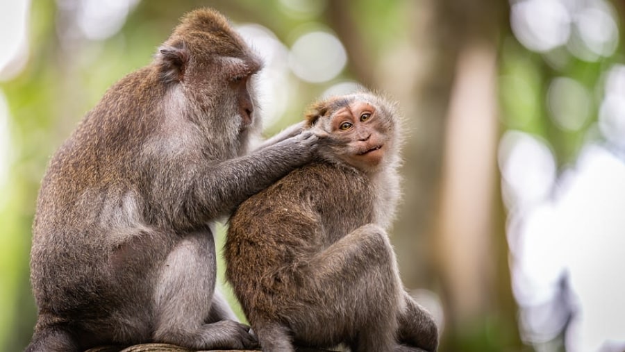 Pusuk Monkey Forest, Lombok