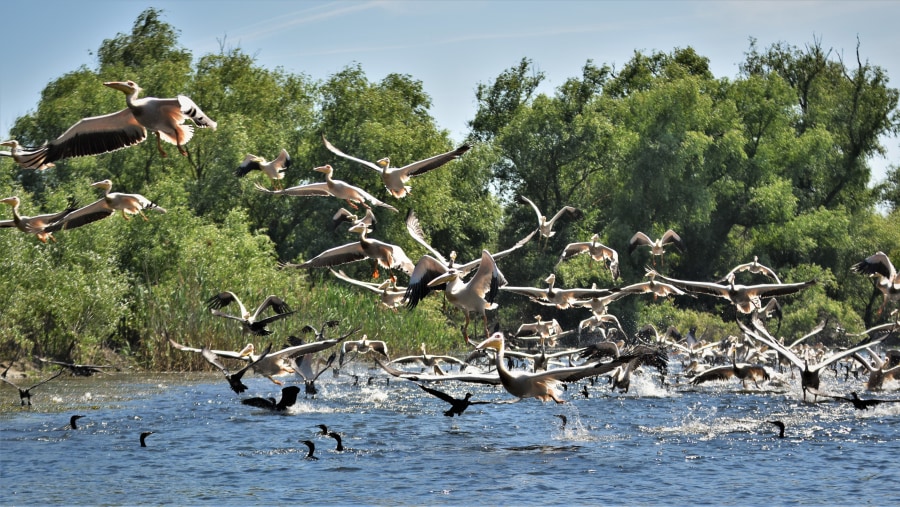 Danube Delta