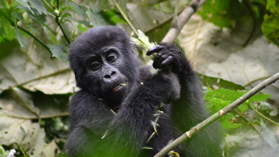 Baby Gorilla at Bwindi National Park
