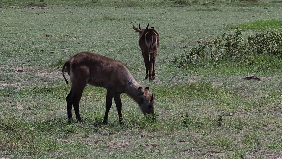 Sambar deer