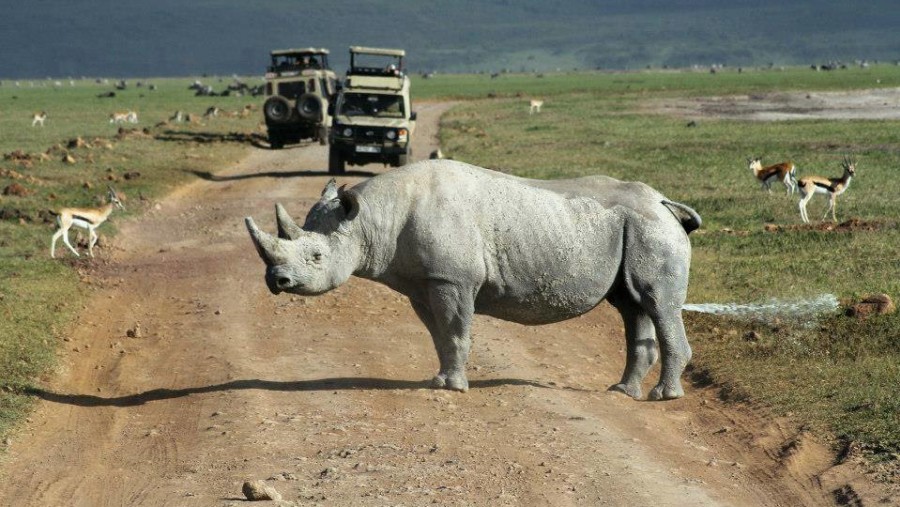 White Rhino on our safari's path in the Ngorongoro Crater in Tanzania