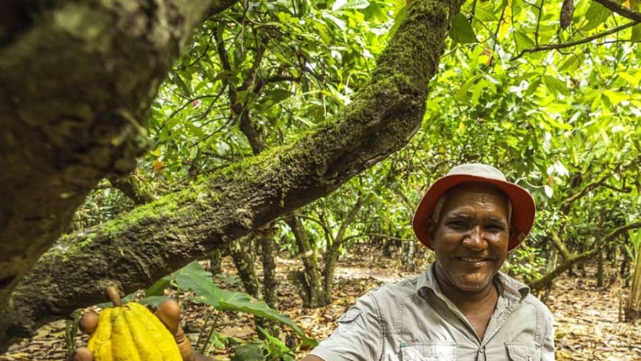 Cacao farmer