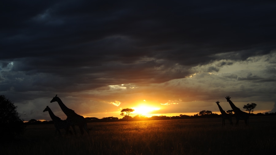 Sunset View at Serengeti National Park