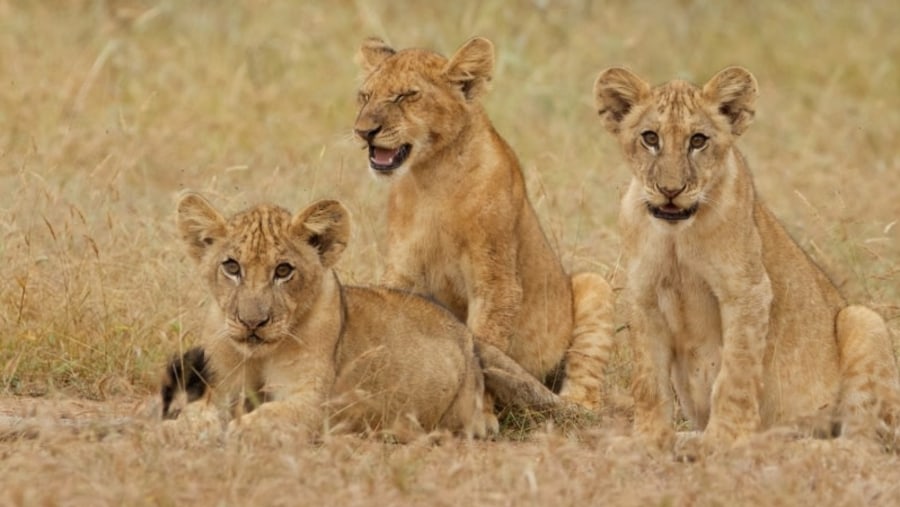 Lion cubs at sight in the Masai Mara Game Reserve, Kenya