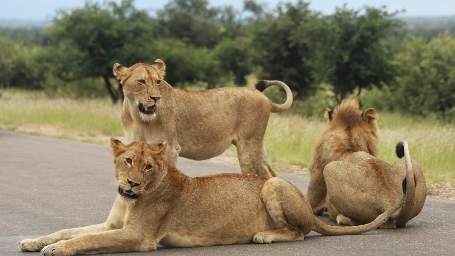 Explore the kings up-close on safaris