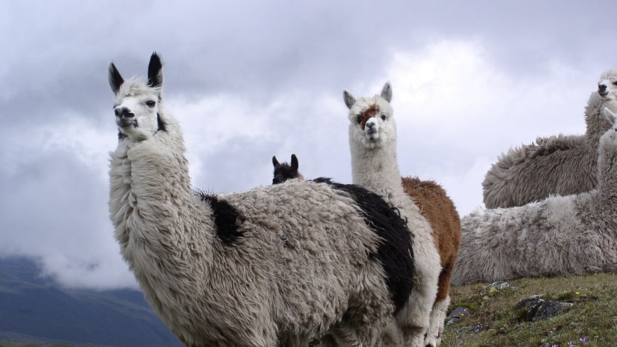 Alpacas in Cotopaxi National Park