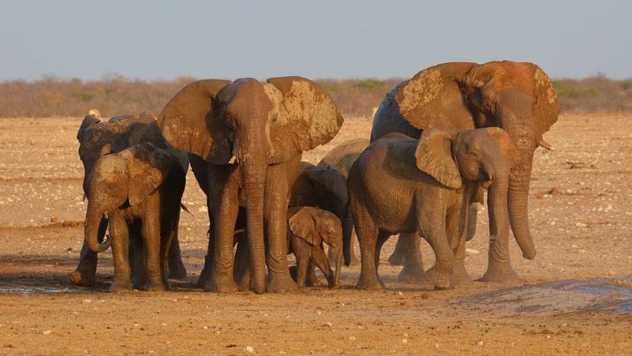 elephants at a waterhole 