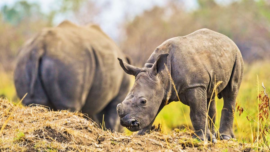 Rhinos at Ziwa Rhino Sanctury