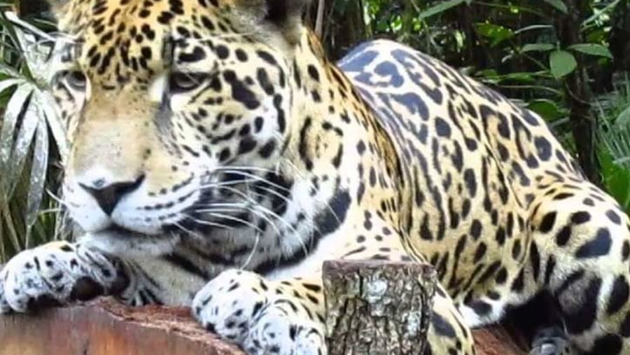 See the beautiful Jaguar