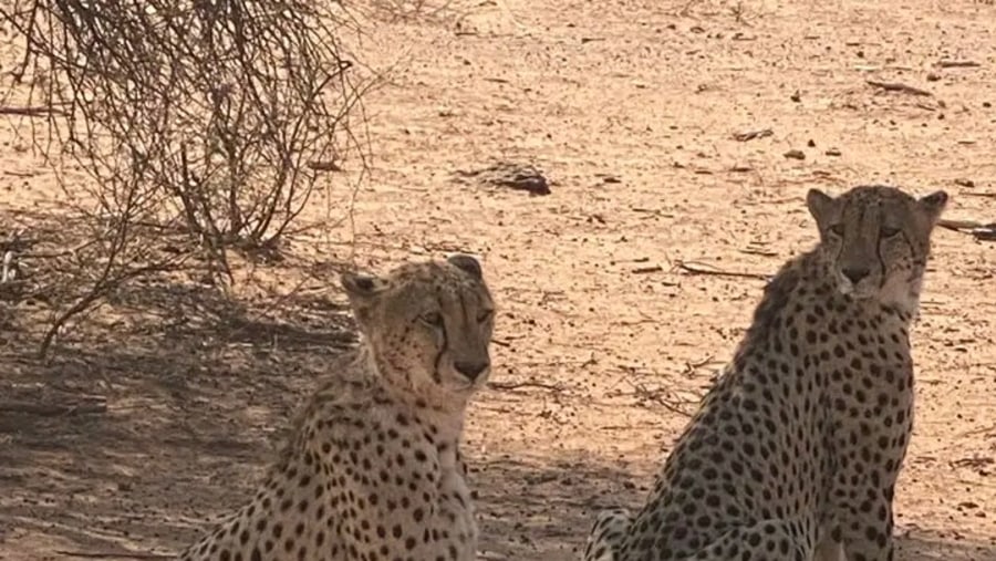 Two cheetahs