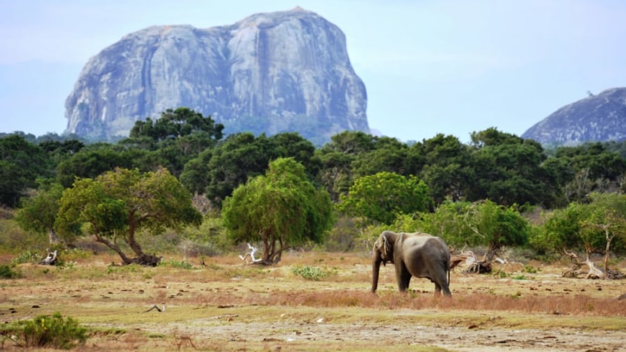 Yala National Park Sri Lanka