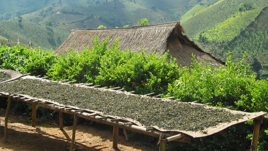 Producing Shan Tea in the traditional way