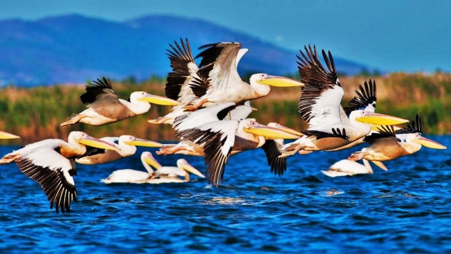Birds of the Danube Delta