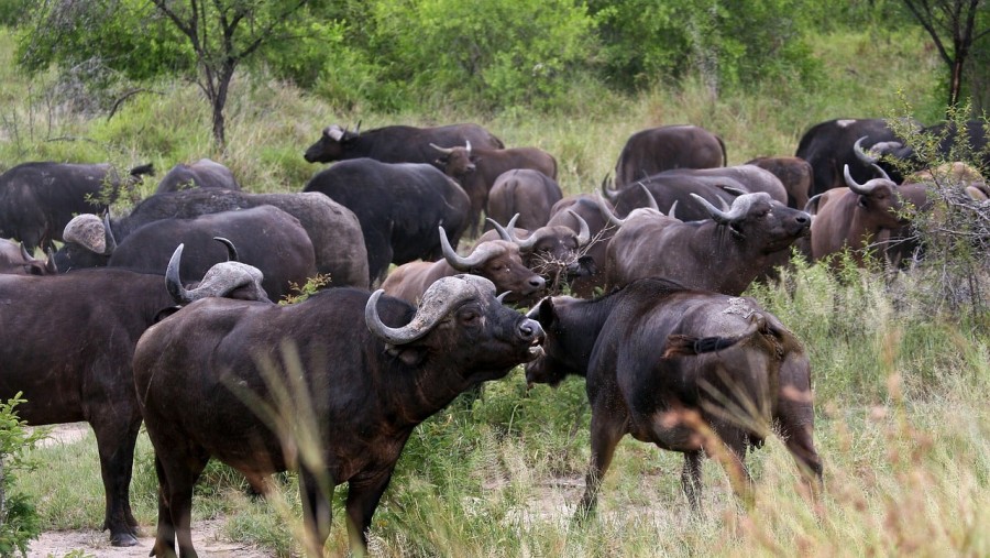 Herd of buffalos in Kruger National Park.