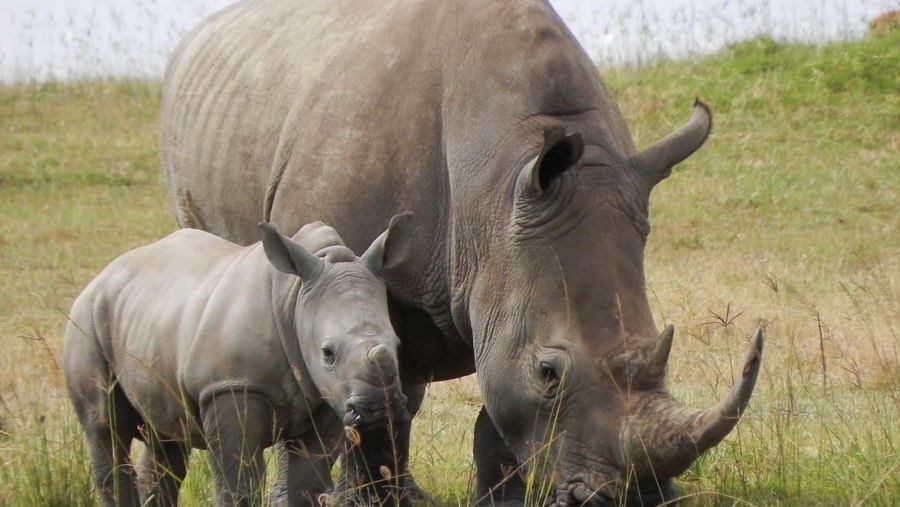 Rhino & Calf at Ol Pejeta Wildlife Conservancy