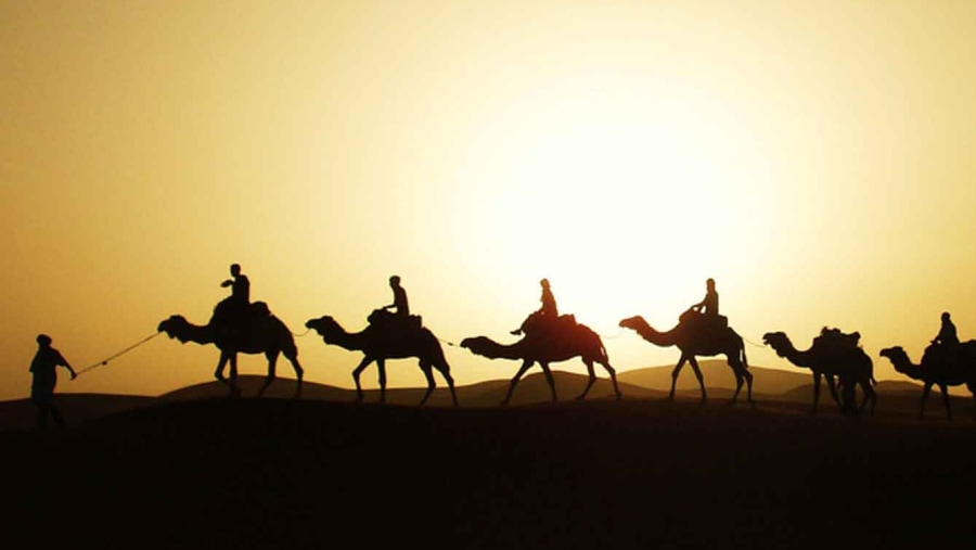 Camel rides through the dunes