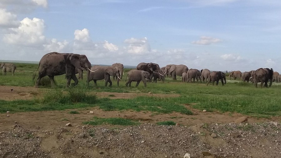 Elephants At Amboseli National Park