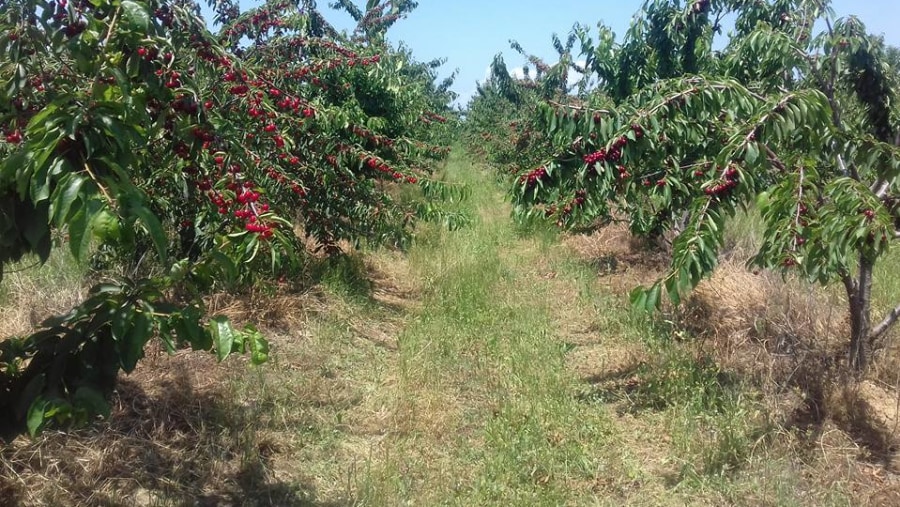 Cherries in Macedonia