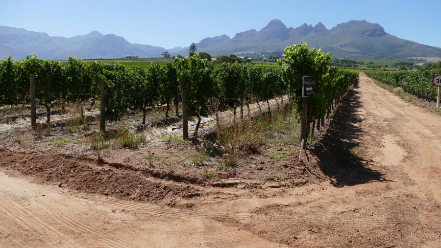 Stellenbosch Vineyard