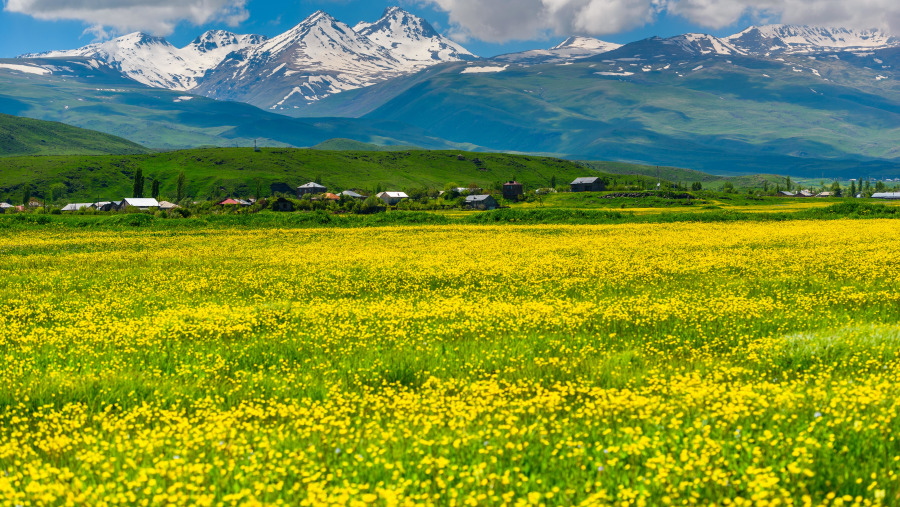 Flower beds on the base of Aragats