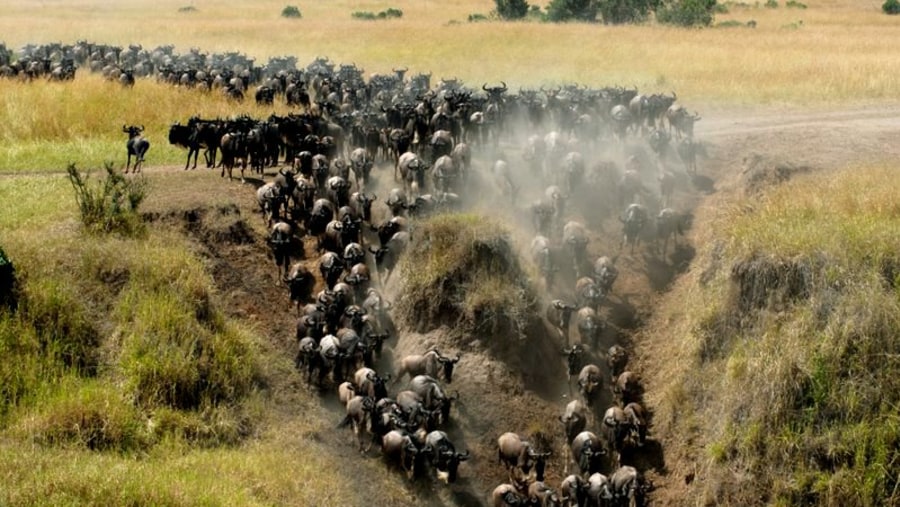 Witness the epic wildebeest migration at Masai Mara