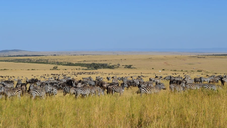 zebras grazing