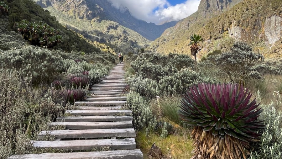 Wooden trail path