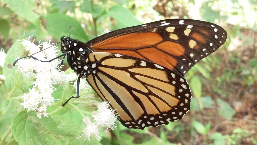 A Monarch Butterfly