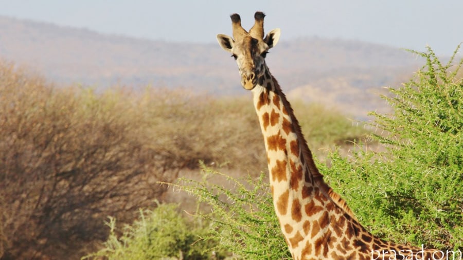 Giraffe at Tarangire National Park