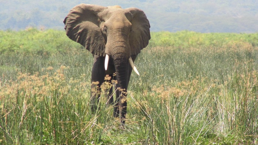 frican Elephants in The park