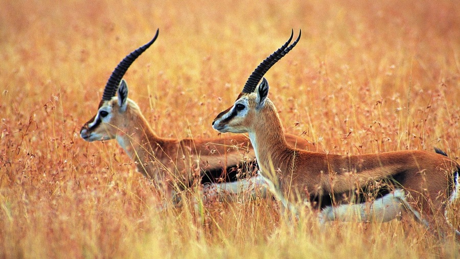 Antelopes at Amboseli National Park