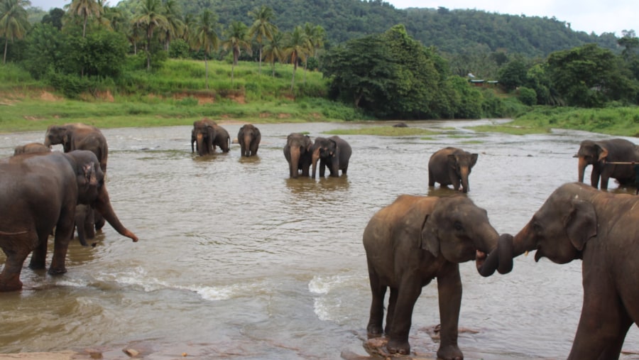Pinnawala Elephant Orphange
