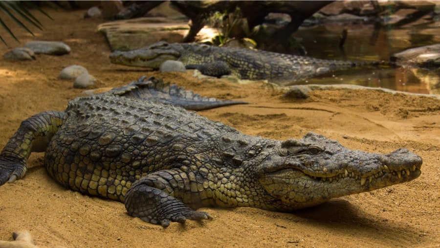 Crocodile At Lake Manyara National Park