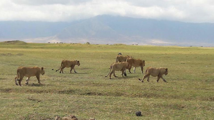 Lions in the wild.