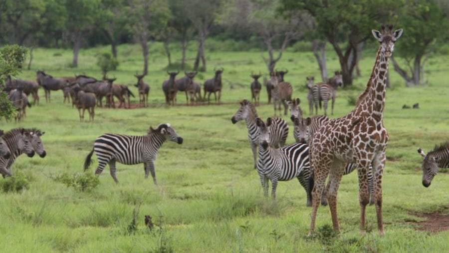 Wildlife at Selous Game Reserve