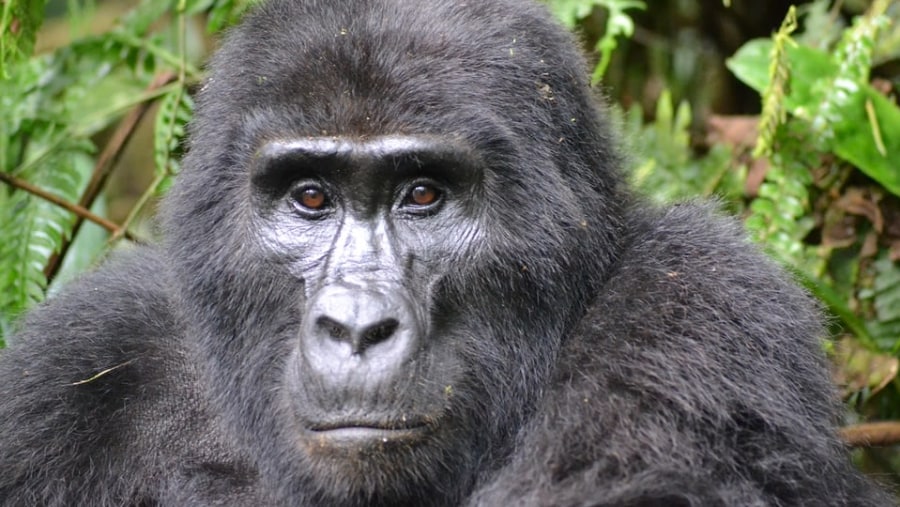 Mountain gorilla trek in Bwindi